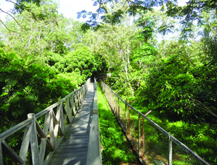 Hutan Lindung _Sungai Wain